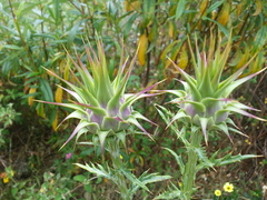 Cynara algarbiensis