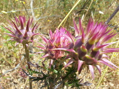 Cynara algarbiensis