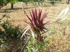 Cynara algarbiensis