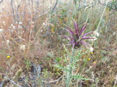 Cynara algarbiensis