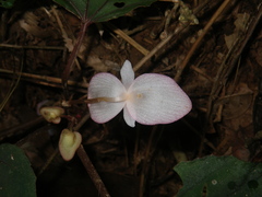 Begonia handelii
