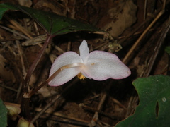 Begonia handelii