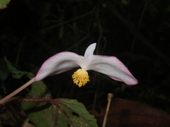 Begonia handelii