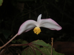 Begonia handelii