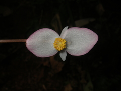 Begonia handelii