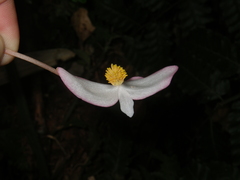 Begonia handelii