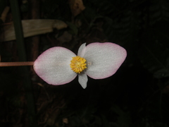 Begonia handelii