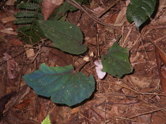 Begonia handelii
