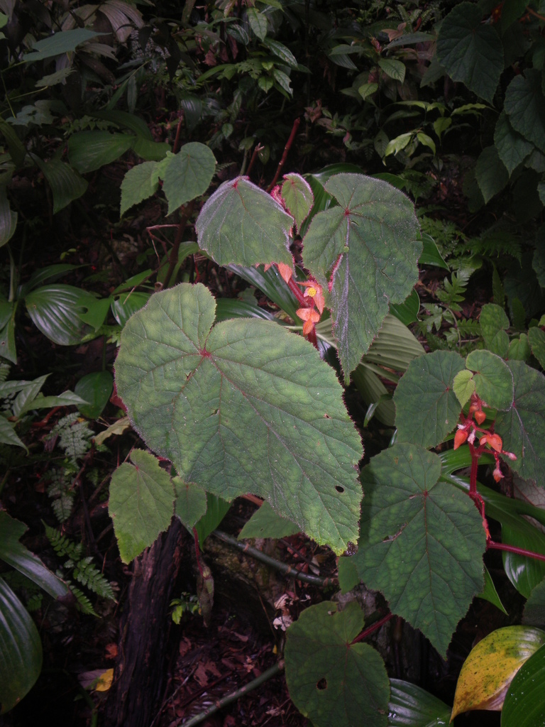 Begonia xuansonensis (Begonia xuansonensis)