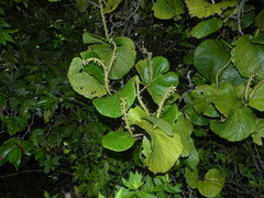 Coccoloba caravellae