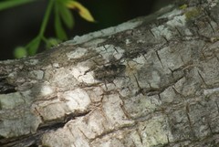 Cerastipsocus venosus