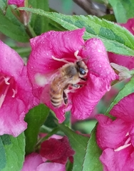 Apis mellifera