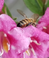 Apis mellifera