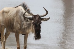 Connochaetes taurinus albojubatus