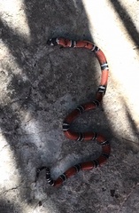 Micrurus dumerilii colombianus