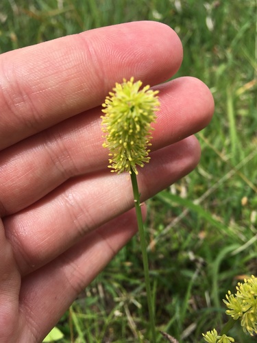 Tofieldia calyculata, photograph 1