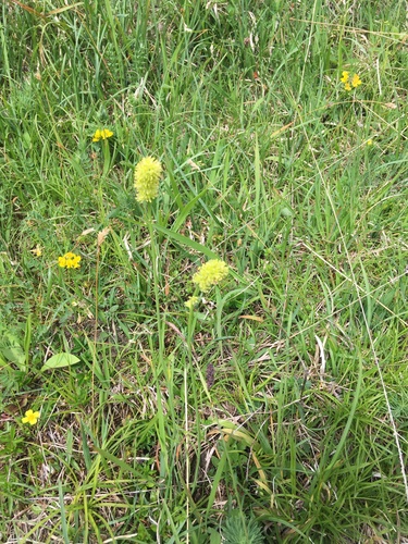 Tofieldia calyculata, photograph 2