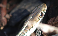 Thamnophis proximus proximus