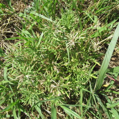 Dyschoriste linearis