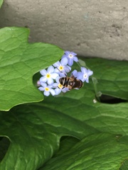 Eristalis obscura