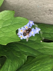 Eristalis obscura