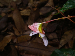 Begonia hatacoa