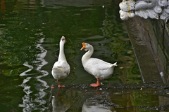Anser cygnoides domesticus