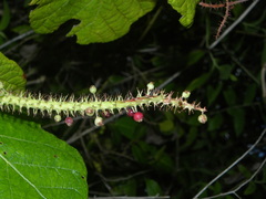 Coccoloba caravellae