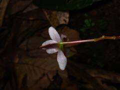 Begonia hatacoa