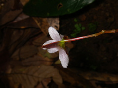 Begonia hatacoa