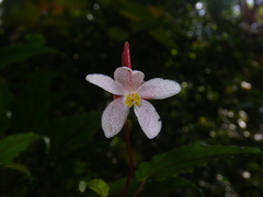Begonia hatacoa
