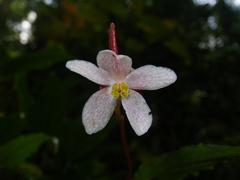 Begonia hatacoa
