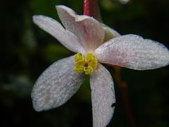 Begonia hatacoa