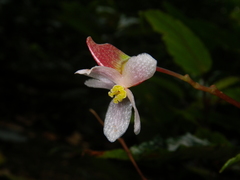 Begonia hatacoa