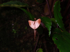 Begonia hatacoa