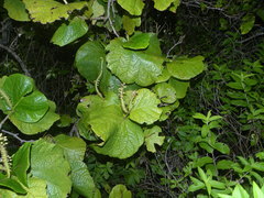 Coccoloba caravellae