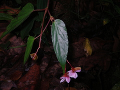 Begonia hatacoa