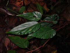 Begonia hatacoa