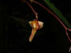 Begonia hatacoa