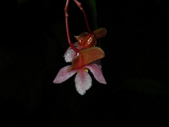 Begonia hatacoa
