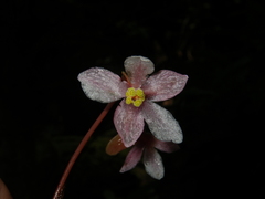 Begonia hatacoa
