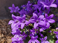 Campanula poscharskyana