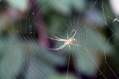 Leucauge venusta