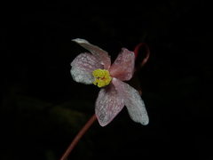 Begonia hatacoa