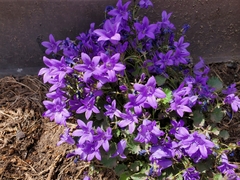 Campanula poscharskyana