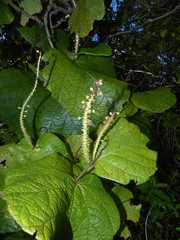 Coccoloba caravellae