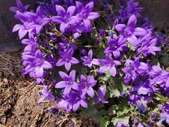 Campanula poscharskyana