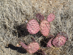Opuntia azurea