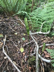 Lilieae