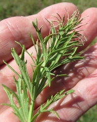 Dyschoriste linearis